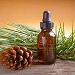 Minyak pinus 22%